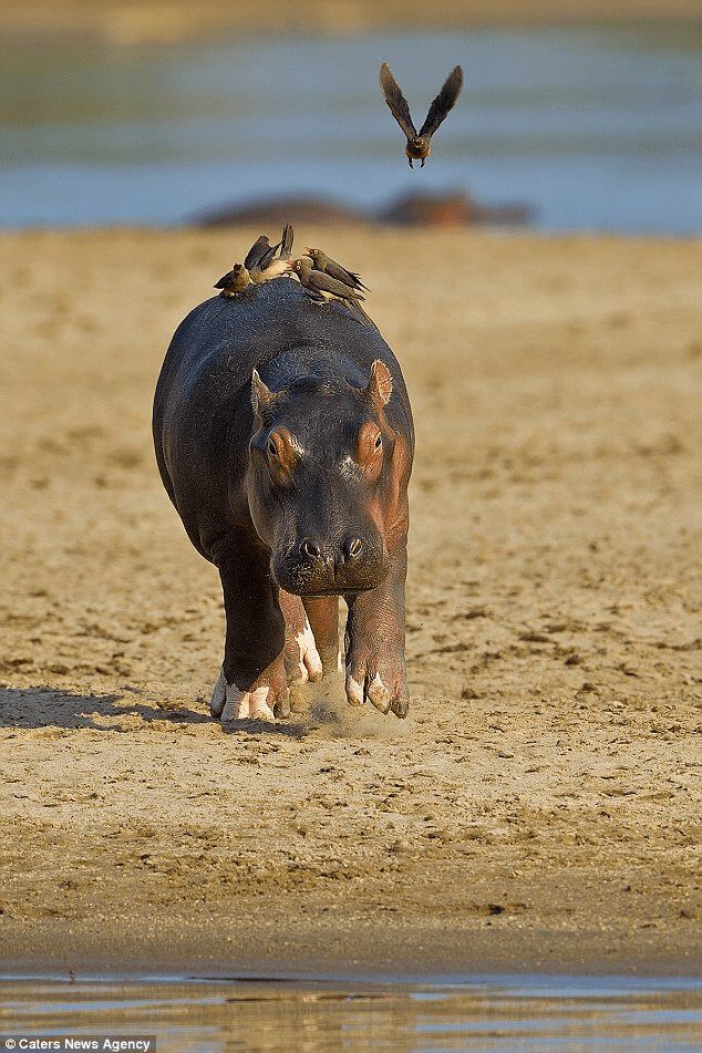 Hippo