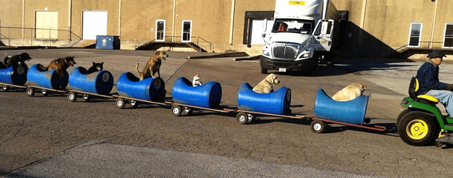 Dog Train