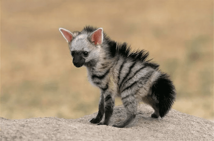 Aardwolf