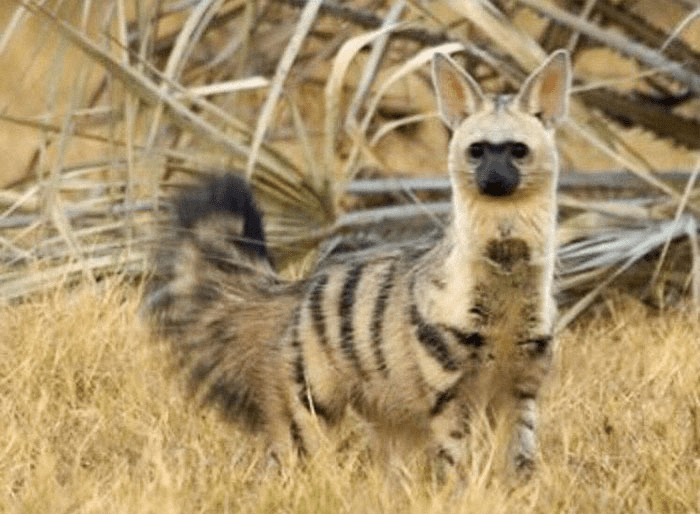 Aardwolf