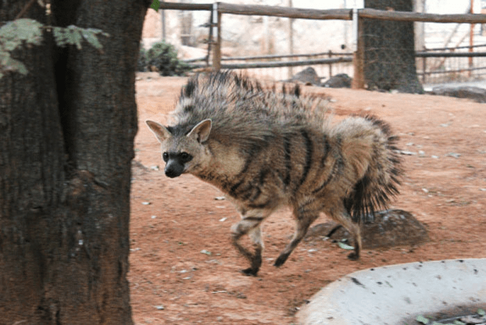 Aardwolf