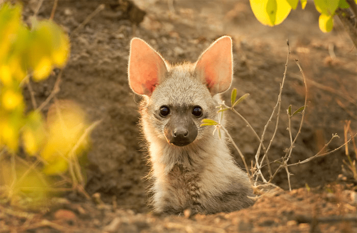 Aardwolf