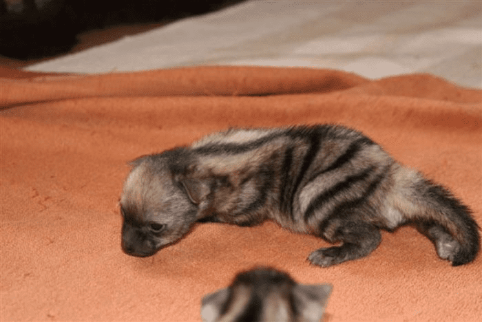 Aardwolf