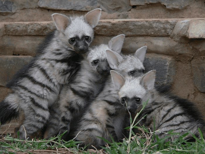 Aardwolf