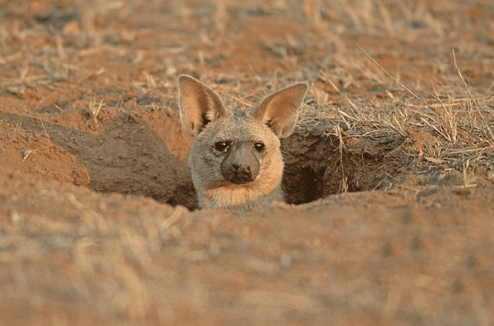 Aardwolf