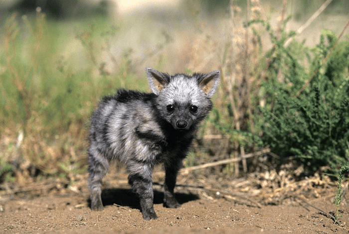 Aardwolf