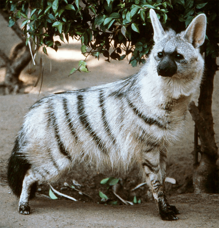 Aardwolf