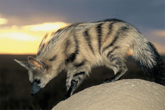 Aardwolf