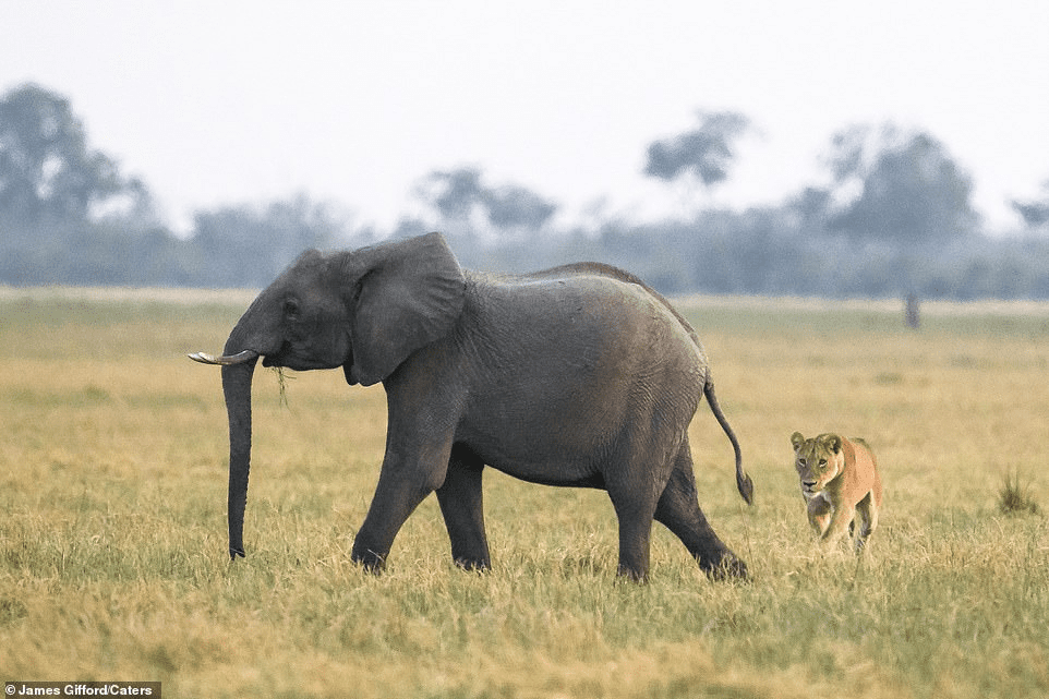 elephant and lion