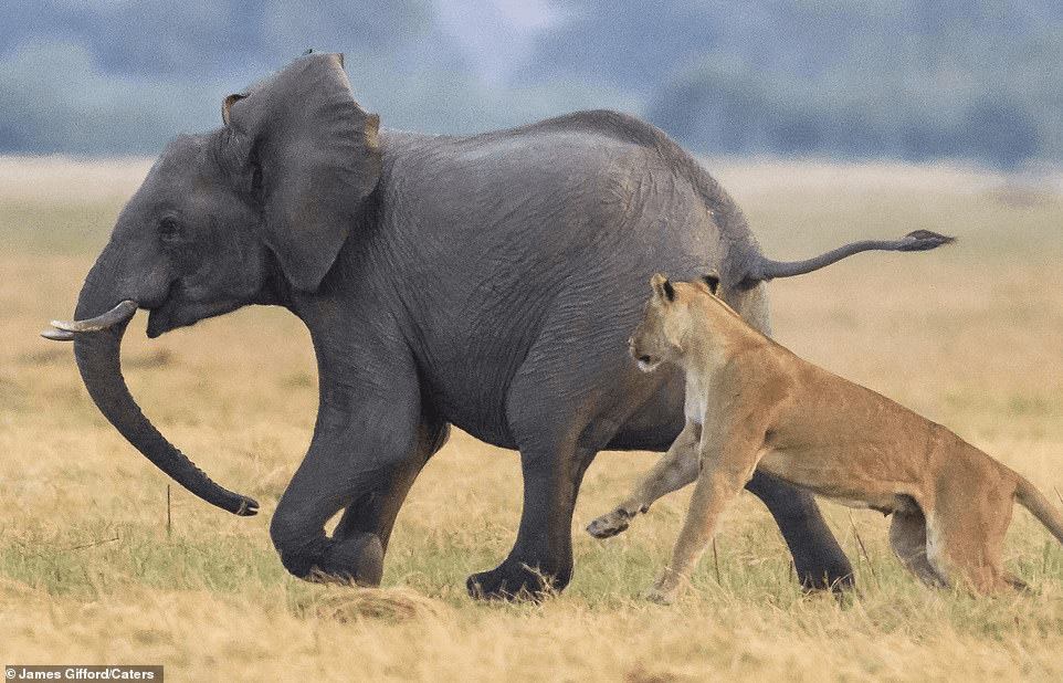 elephant and lion
