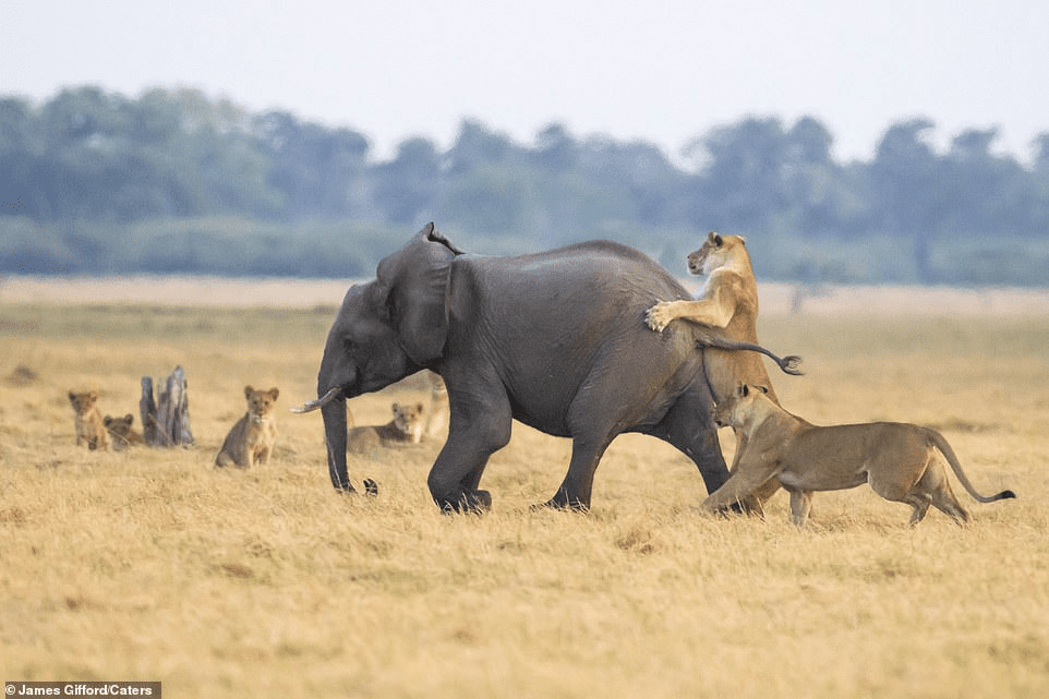 elephant and lion