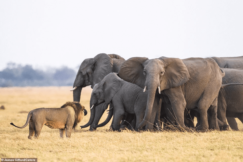 elephant and lion