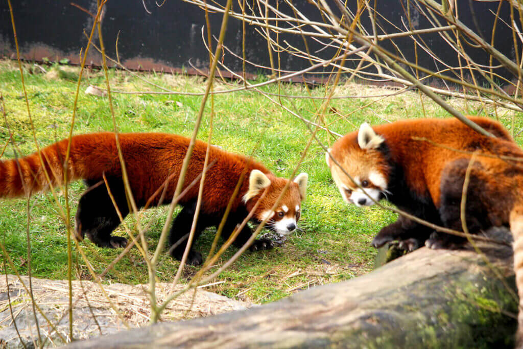 red panda