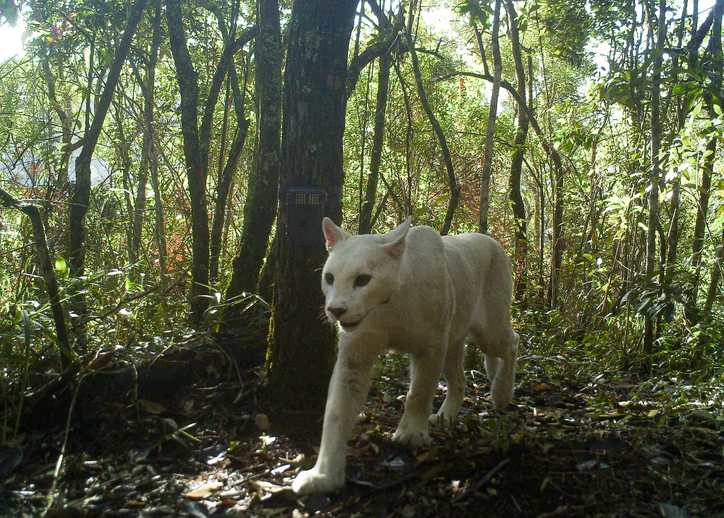 White Cougar 