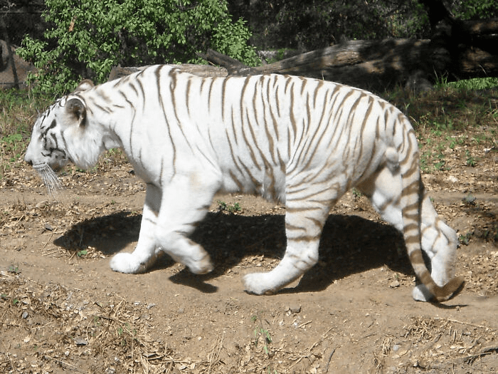 leucistic animals