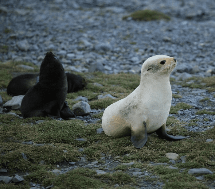 leucistic animals