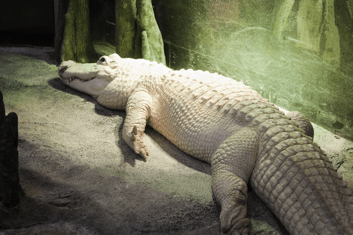 leucistic animals