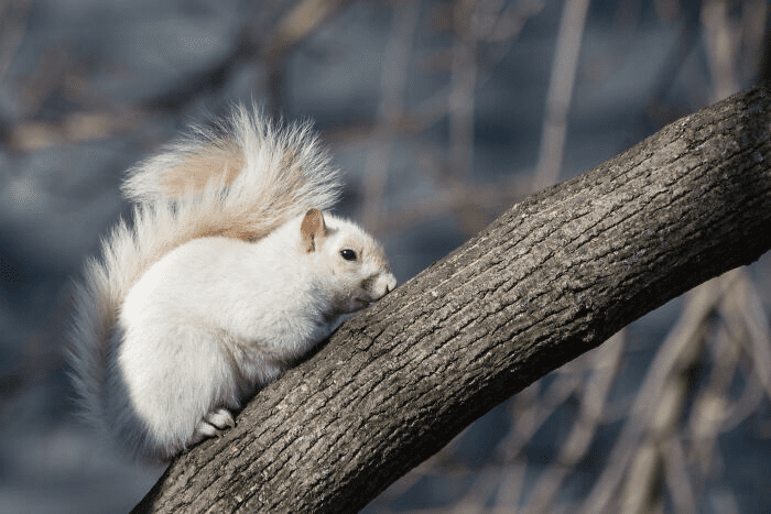 leucistic animals