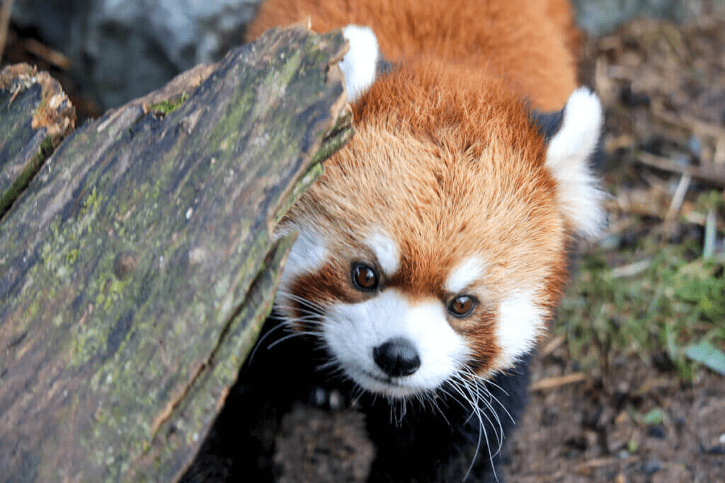 red panda