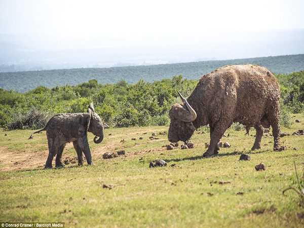 elephant and buffalo