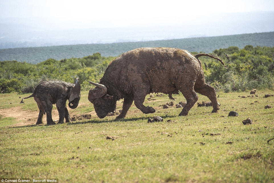 elephant and buffalo