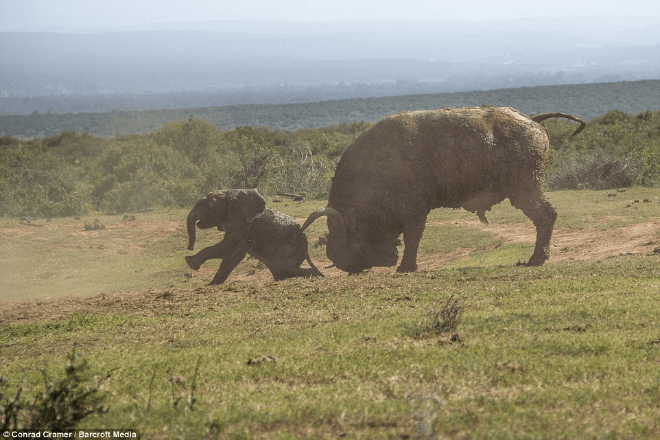 elephant and buffalo