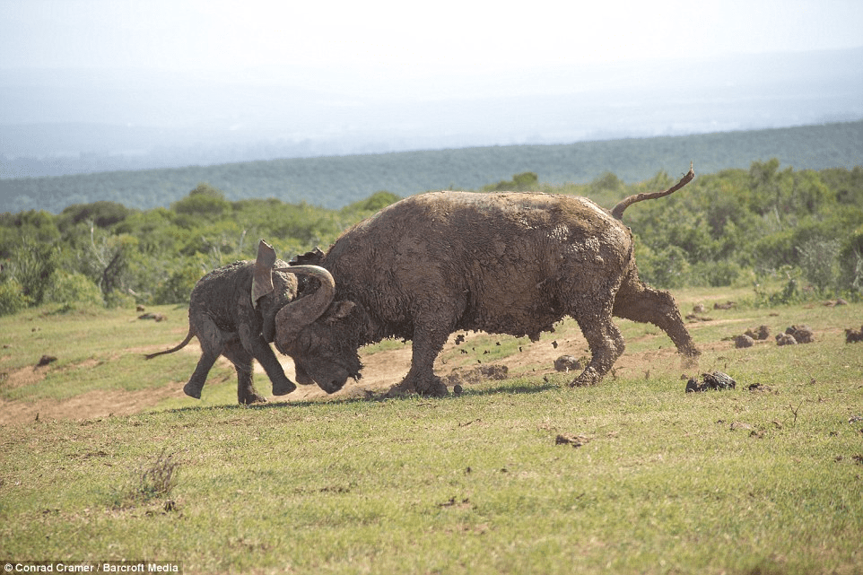 elephant and buffalo