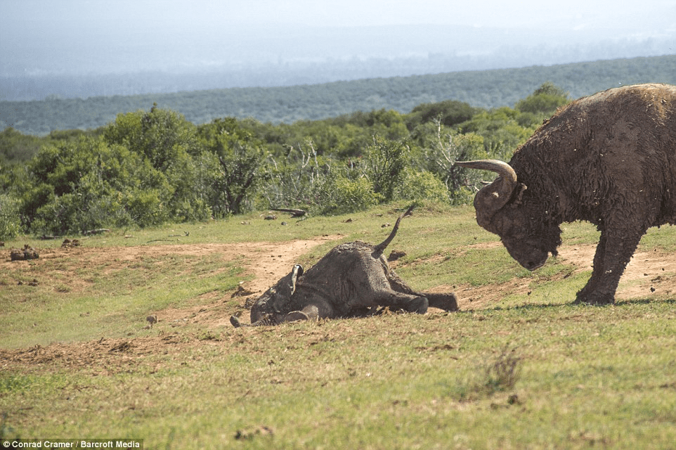 elephant and buffalo