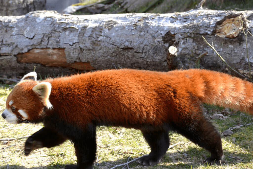 red panda