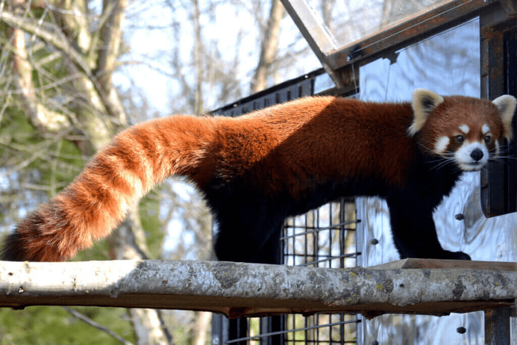 red panda