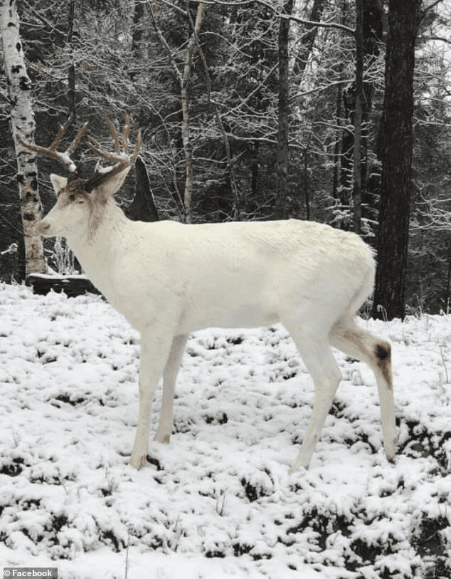 Rare Albino Whitetail Deer 