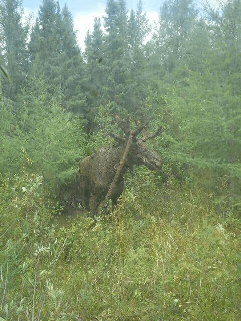 6-Feet-Tall Moose