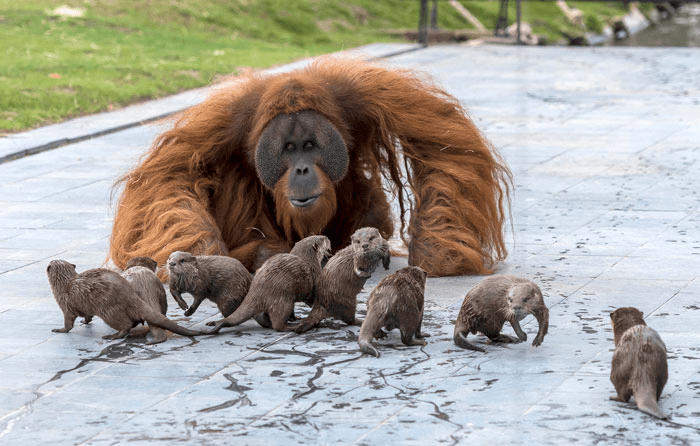 Orangutans and Otters
