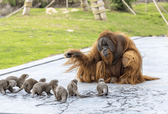 Orangutans and Otters