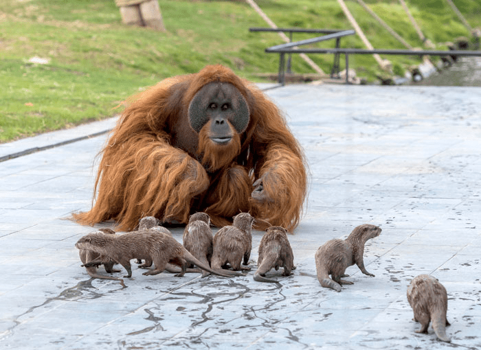 Orangutans and Otters