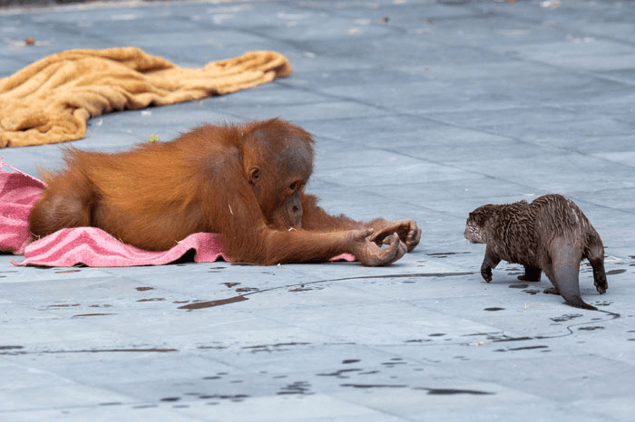 Orangutans and Otters