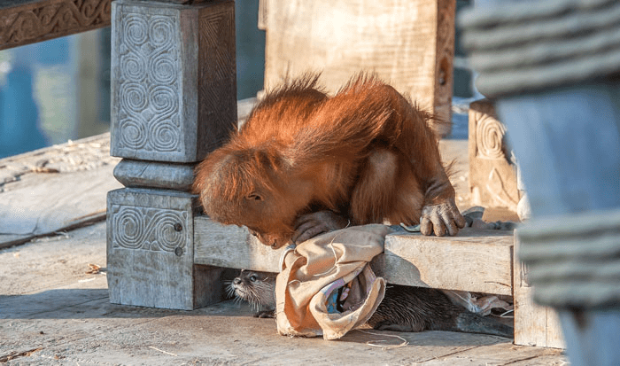 Orangutans and Otters