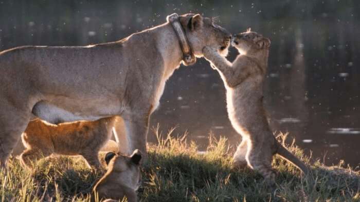 Lion Cub's