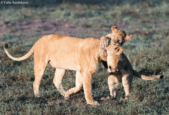 Lion Cub's