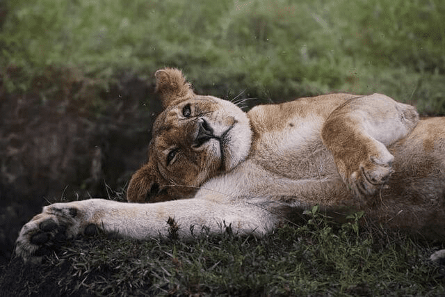 Lion Cub's