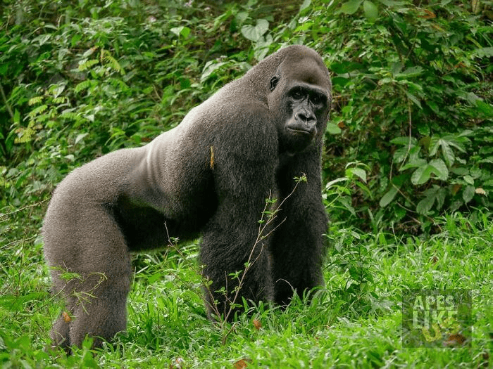 Gorilla