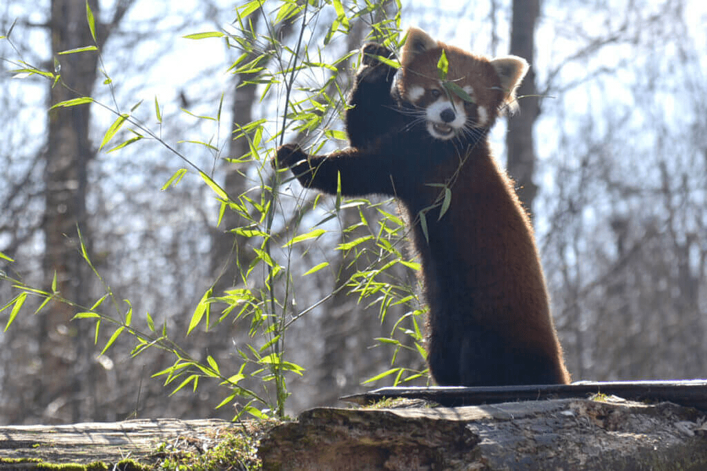 red panda