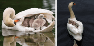 Father Swan