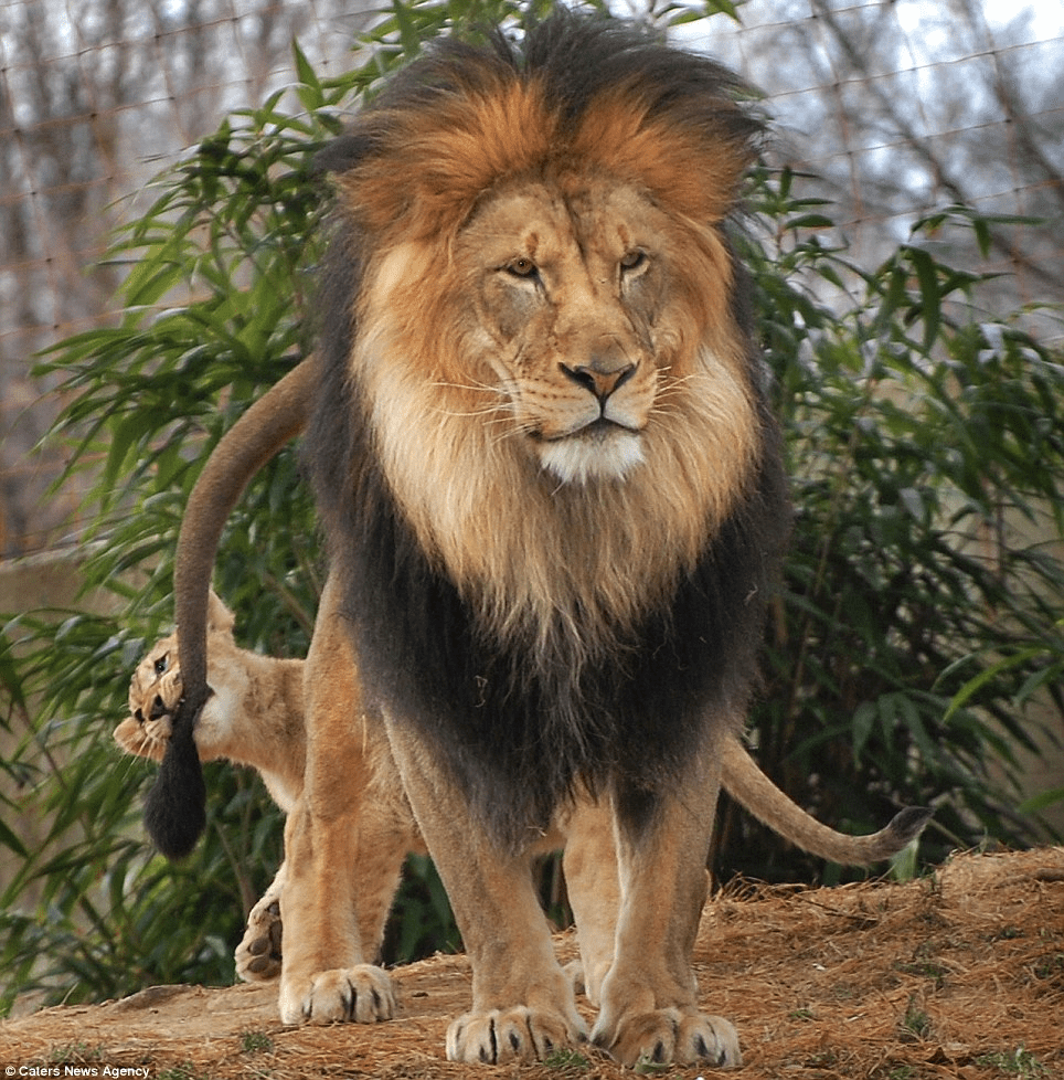 Lion