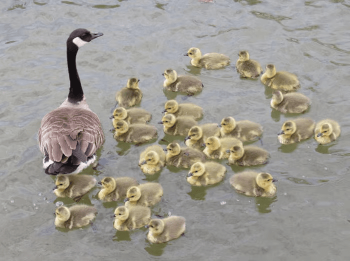 Amazing Mother Goose 