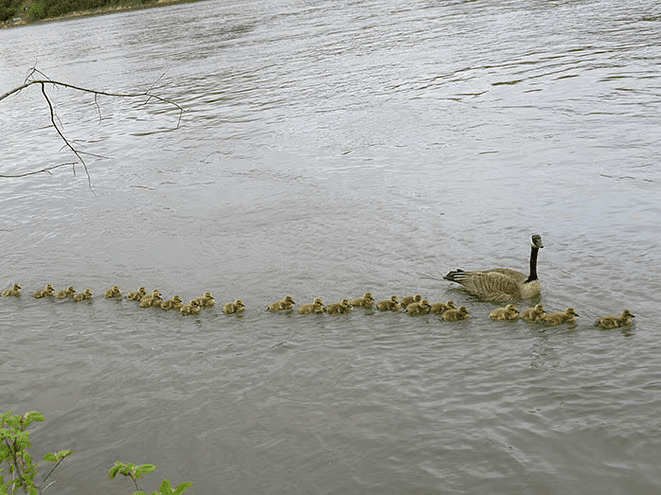 Amazing Mother Goose 