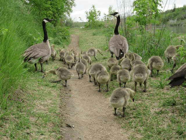 Amazing Mother Goose 