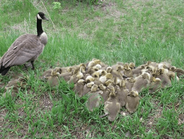 Amazing Mother Goose 