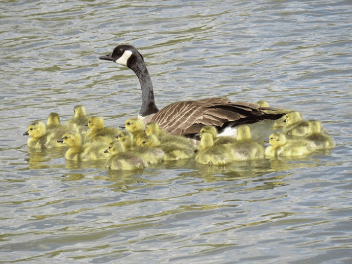 Amazing Mother Goose 