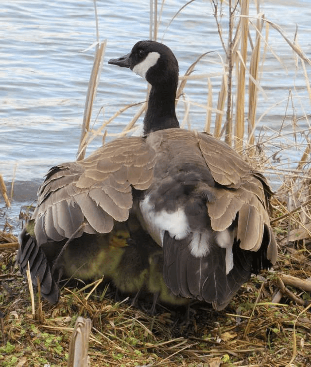 Amazing Mother Goose 